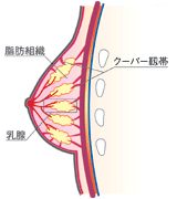 バストの主な部分